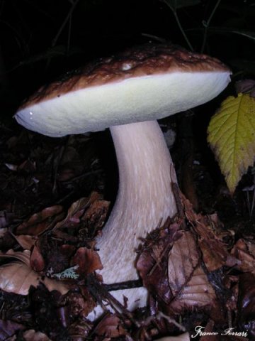 boletus edulis - 2